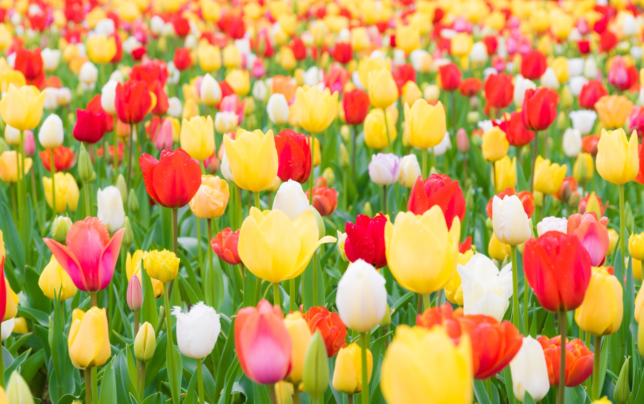 blumen versenden schweiz