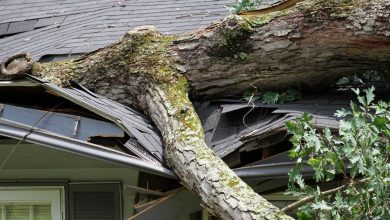 How to Handle Tree Damage After a Hurricane