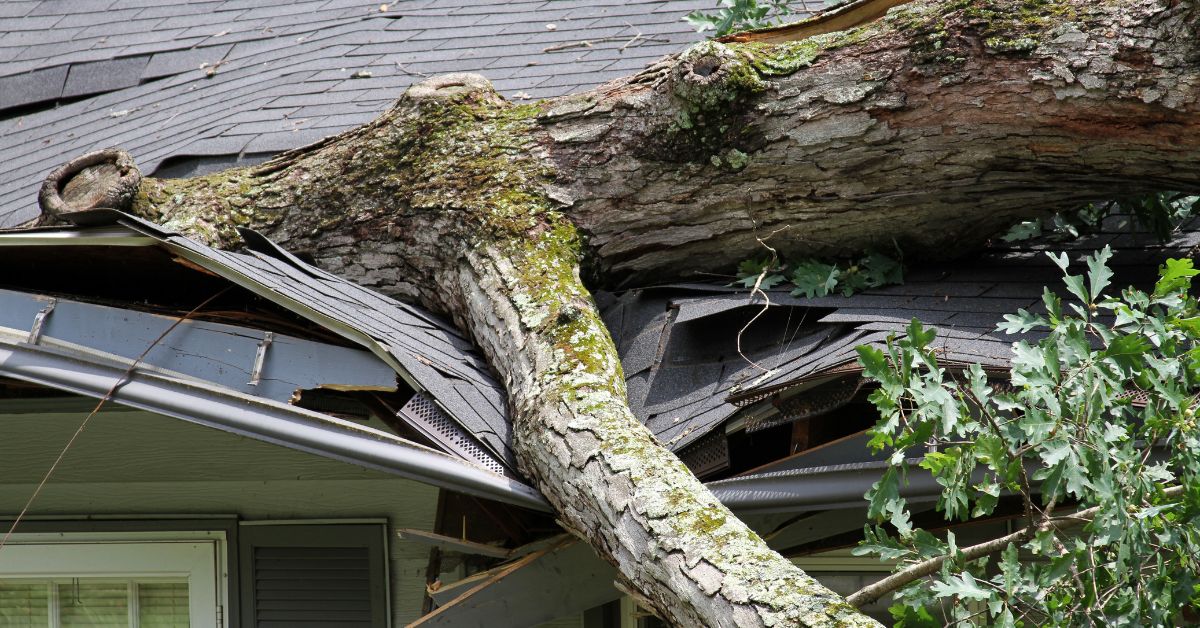 How to Handle Tree Damage After a Hurricane