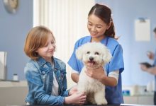 Choosing the Right Animal Hospital in NYC