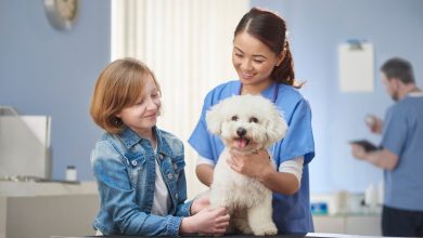 Choosing the Right Animal Hospital in NYC